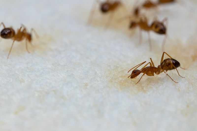 Ants Extermination Service in Rockwall, TX