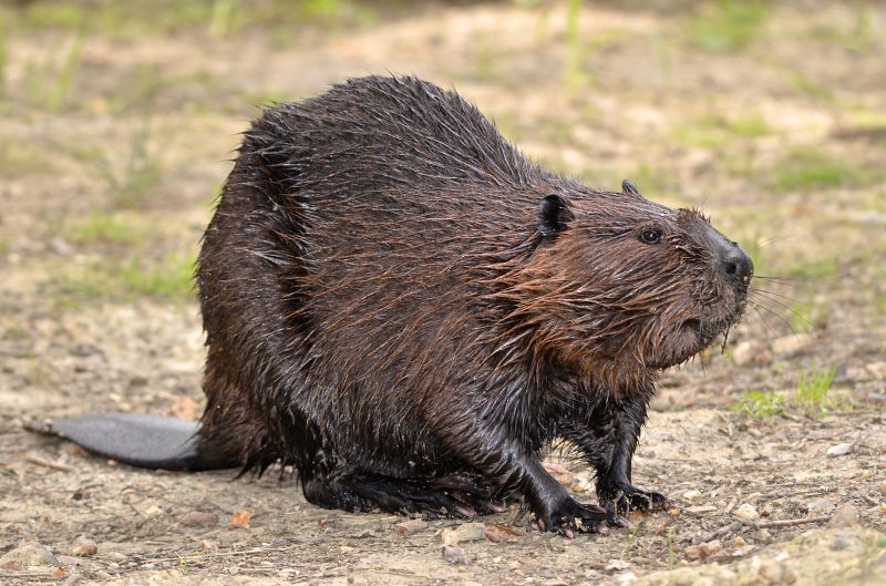 Beaver Removal Service