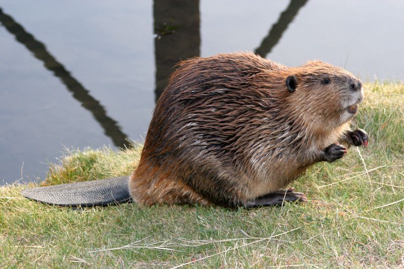 Beaver Removal Service