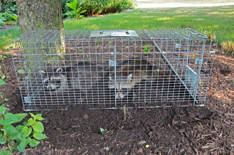Trapping and Relocation
