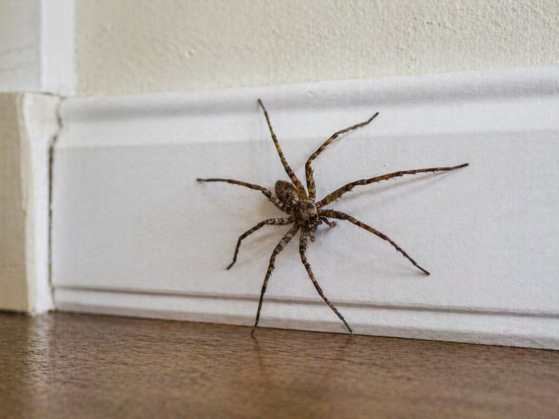 Huntsman Spider Extermination in Mckinney, TX