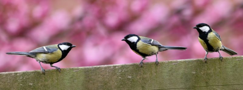 Preventing Future Wildlife Intrusions After Professional Removal