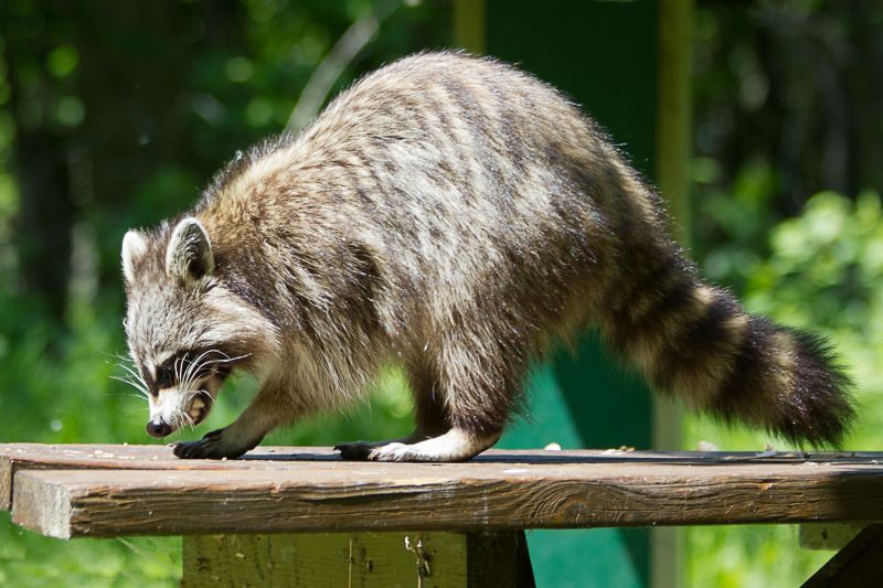 Signs You Have Raccoons In Your Attic And Why Professional Removal Matters