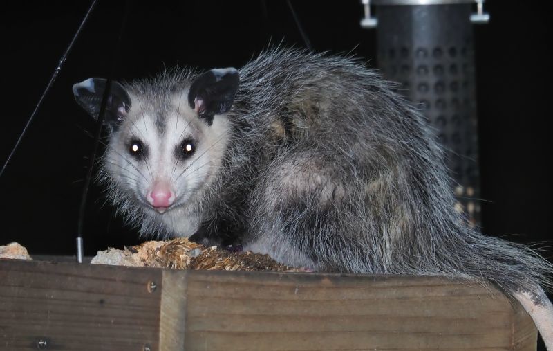 Opossum Activity