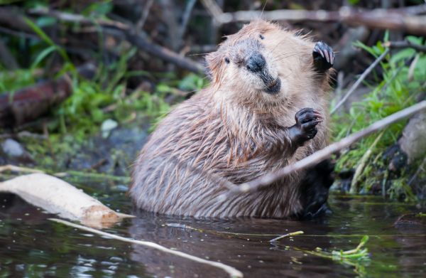 Beaver Damage Control