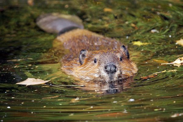 Beaver Trapping