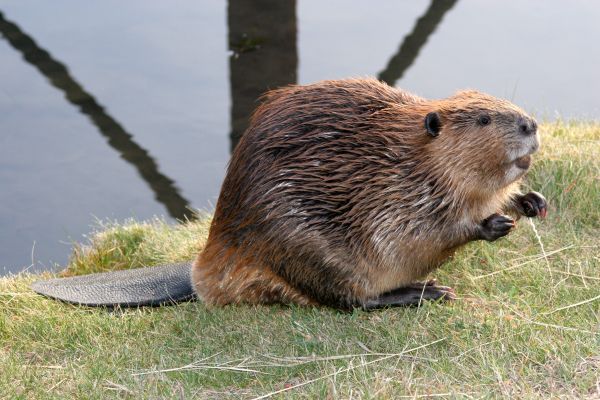 Beaver Management
