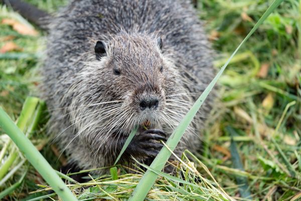 Beaver Removal